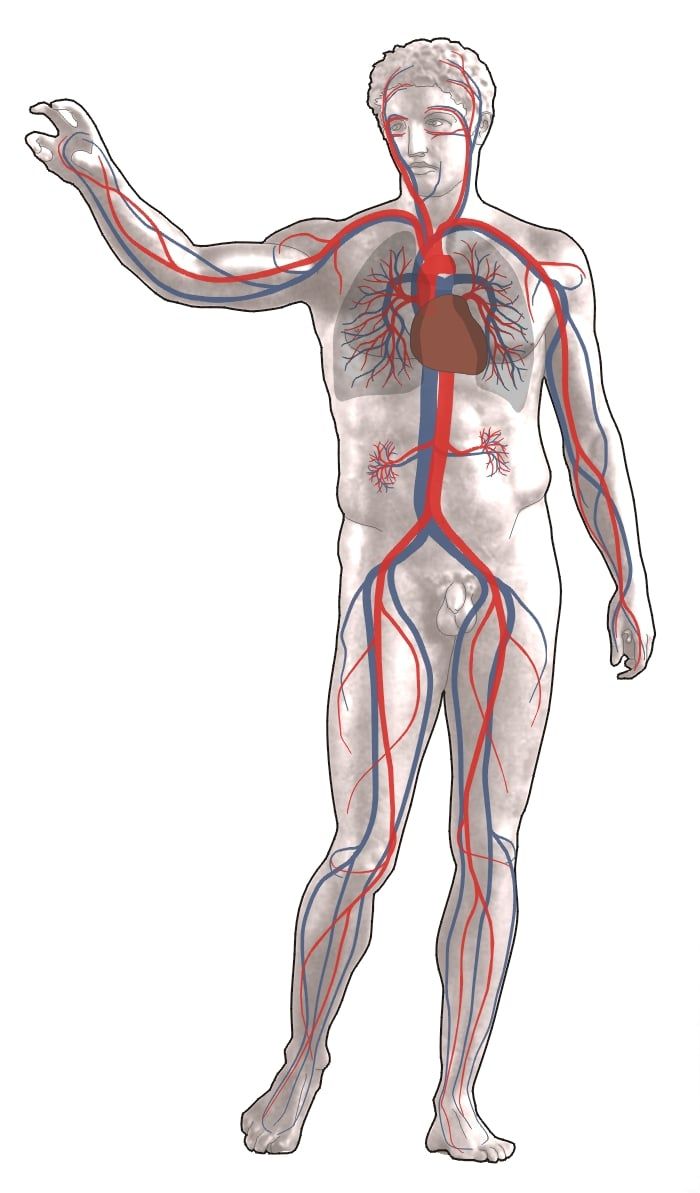 Graphic: blood-circulation.jpg
