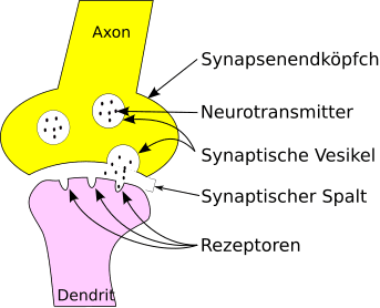 Aufbau einer Synapse