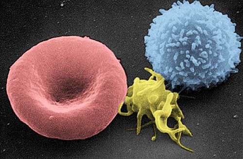 Red and white blood cells and platelets in a microscope image