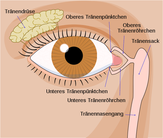 Anatomie des Tränenwegsystems des Auges Anatomie des Tränenwegsystems des Auges