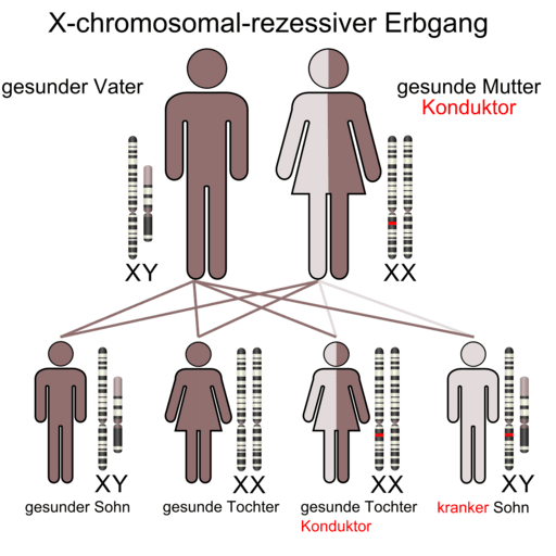 X-chromosomal-rezessive-Mutter