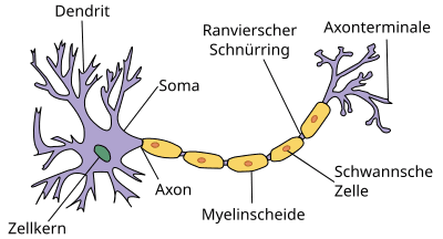 Struktur eines Neurons
