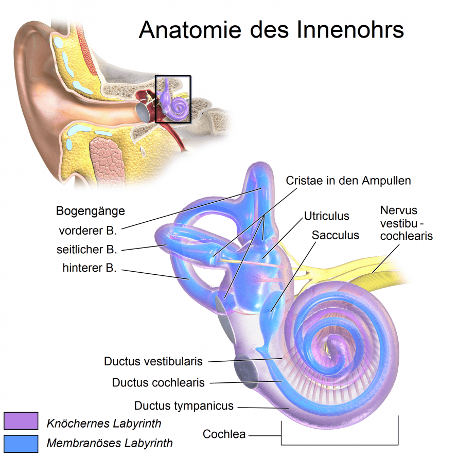 Anatomie des Innenohrs und Äußeres Ohr Anatomy of the Inner Ear and Outer Ear