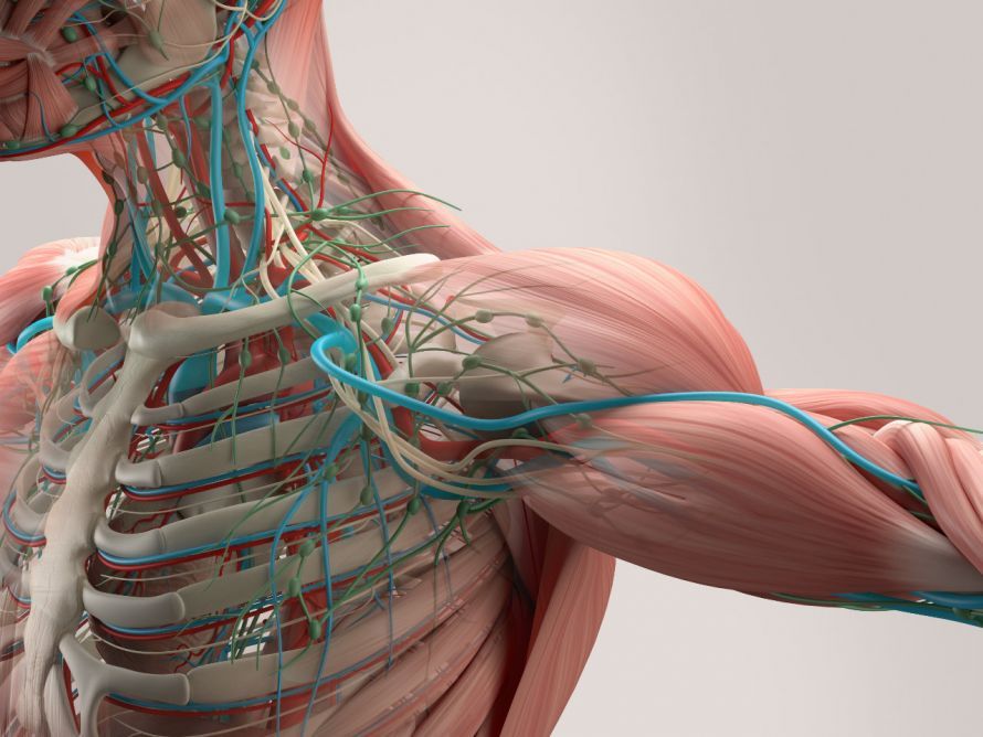 Kochen, Blutgefäße, Muskeln und Lymphsystem im Bereich des Oberkörpers Kochen, Blutgefäße, Muskeln und Lymphsystem im Bereich des Oberkörpers