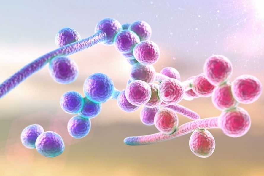 3D-Illustration von Candida albicans 3D-Illustration von Candida albicans