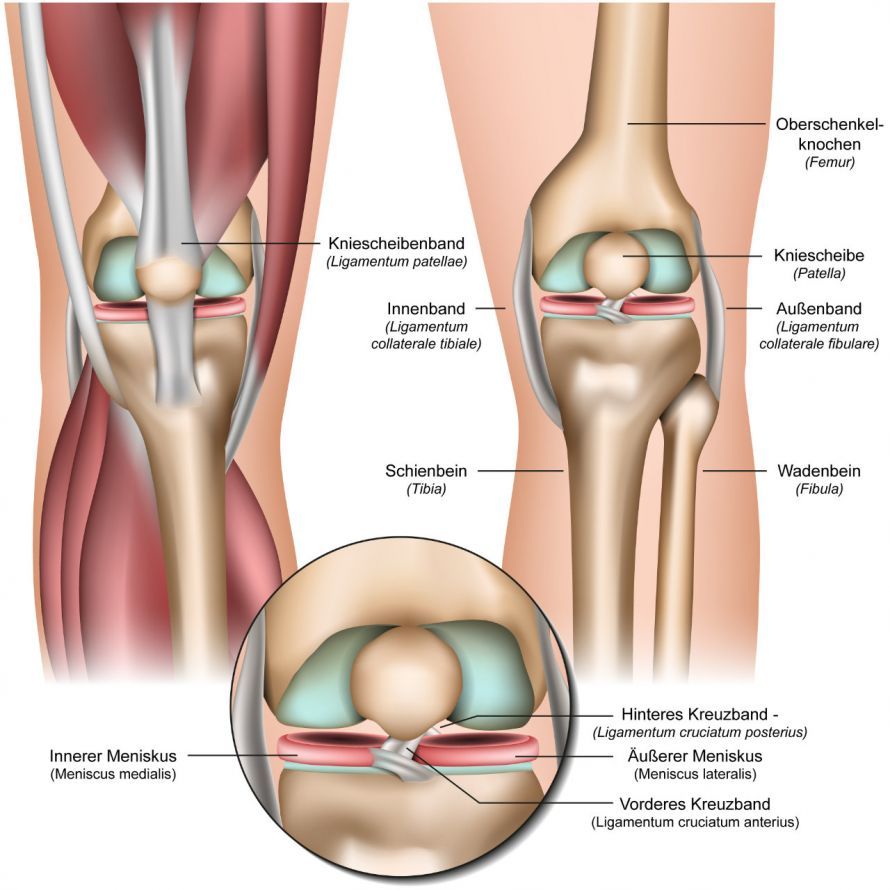 The Anatomy of the Knee Joint