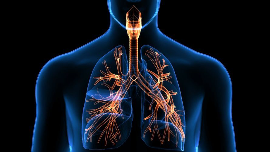 Atemwege mit Luftröhre und Lunge Respiratory tract, including the trachea and lungs