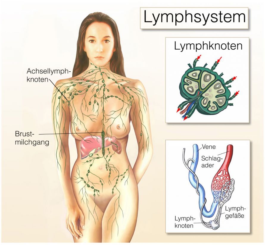 Das Lymphsystem und insbesondere die Achsellymphknoten Το λεμφικό σύστημα και ειδικότερα οι μασχαλιαίοι λεμφαδένες