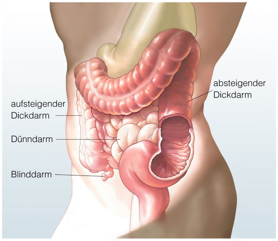 Die Anatomie des Darms Die Anatomie des Darms