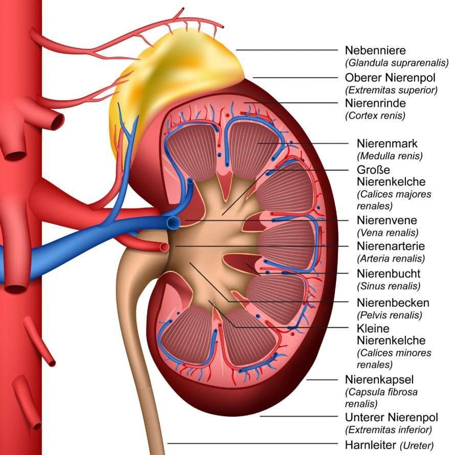 Anatomie der Niere Anatomie der Niere