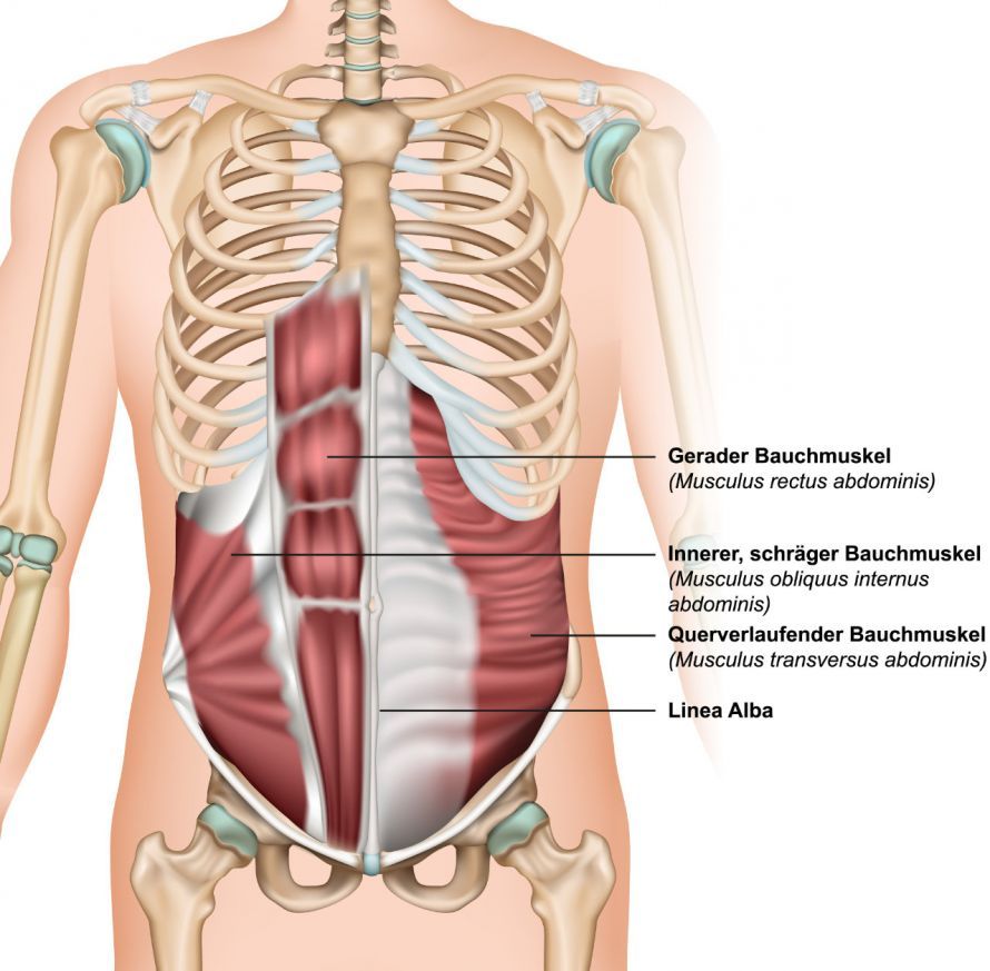 Anatomie der Bauchmuskulatur Ανατομία των κοιλιακών μυών