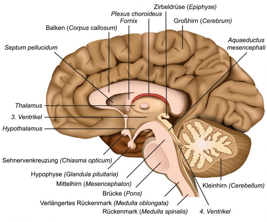 Die Anatomie des Gehirns The Anatomy of the Brain