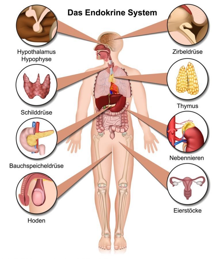 Das endokrine System Das endokrine System