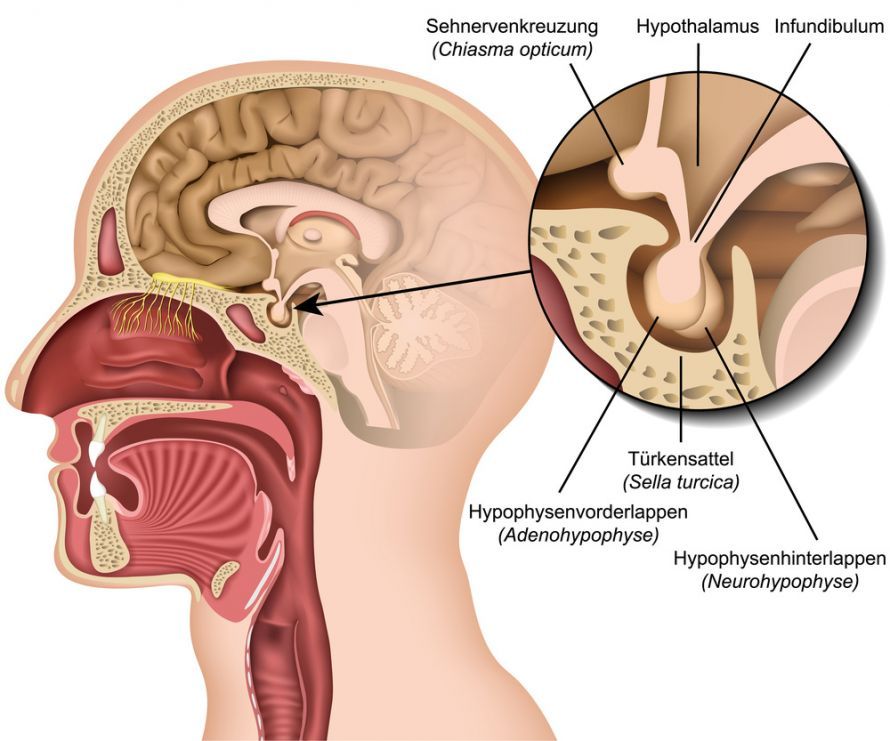 Hypothalamus und Hypophyse Υποθάλαμος και υπόφυση