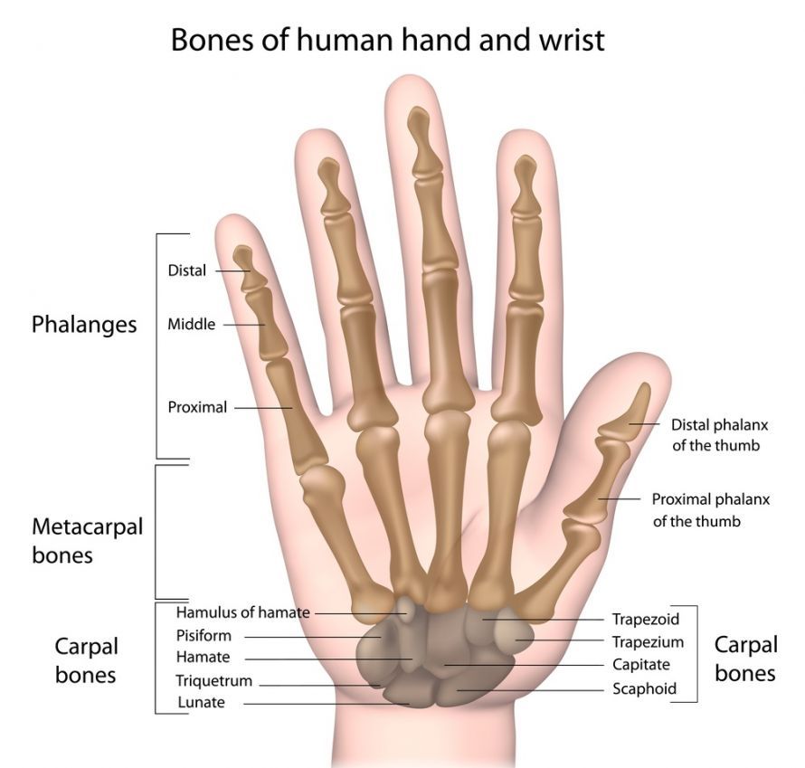 Anatomie der menschlichen Hand Anatomie der menschlichen Hand