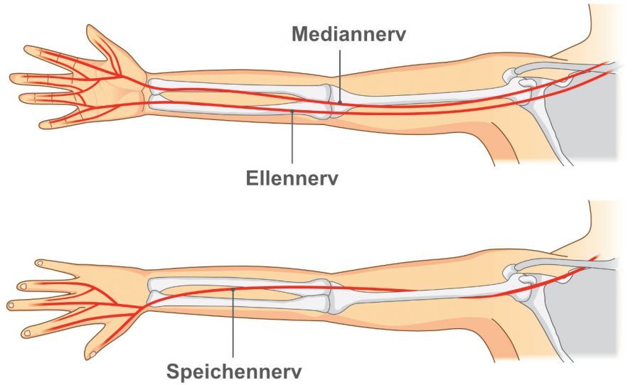 Die Nerven des Arms The Nerves of the Arm