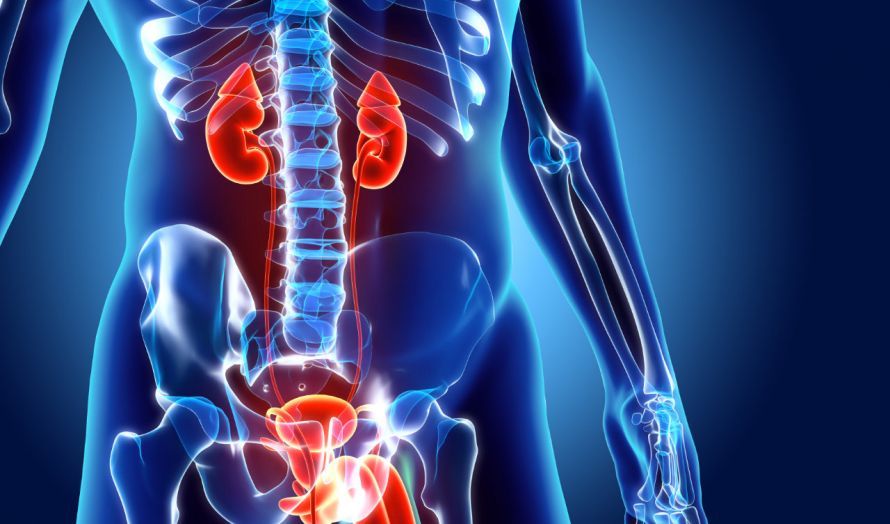 Die Harnwege und die Nieren The Urinary Tract and the Kidneys
