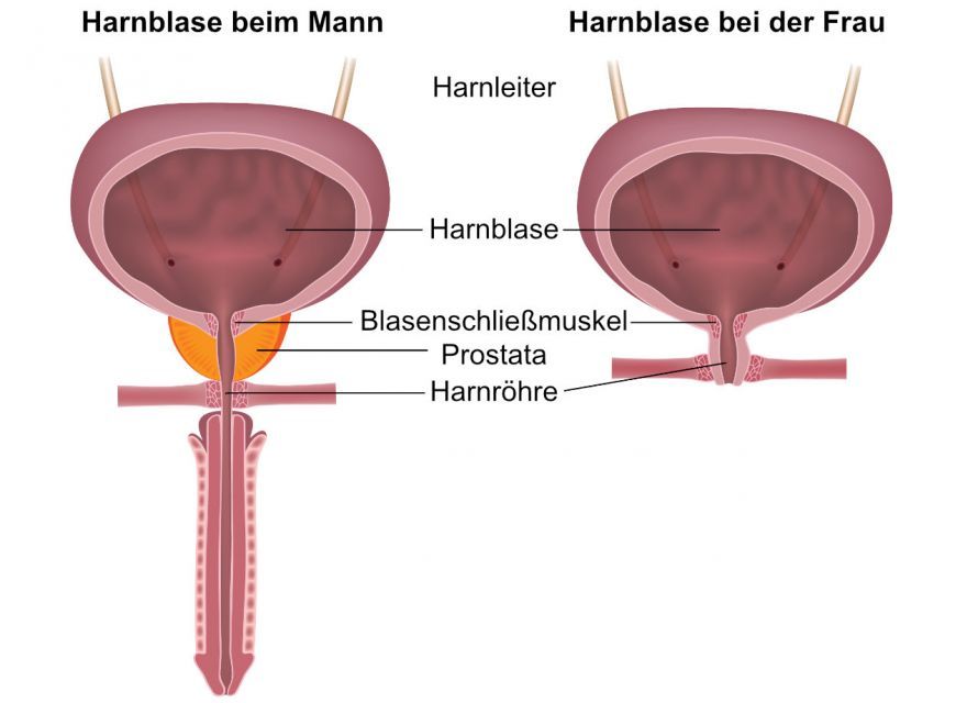 Anatomie der Harnblase bei Mann und Frau Ανατομία της ουροδόχου κύστης στον άνδρα και στη γυναίκα
