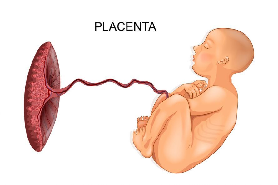 Healthy Placenta