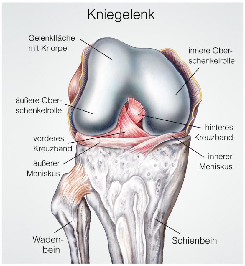 Die Anatomie des Kniegelenks Die Anatomie des Kniegelenks