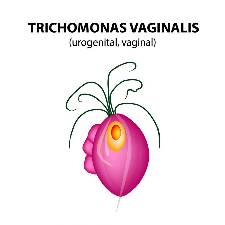 Trichomonads