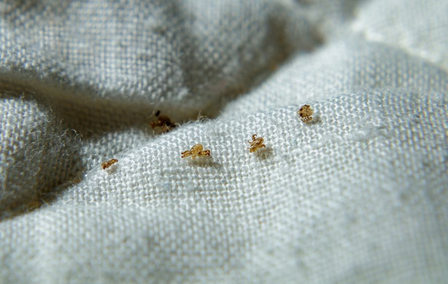 Felt lice on the bedding
