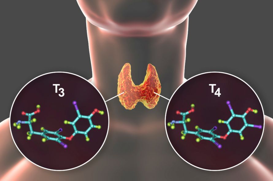 Die Schilddrüse und Darstellung der T3- und T4-Hormone Die Schilddrüse und Darstellung der T3- und T4-Hormone