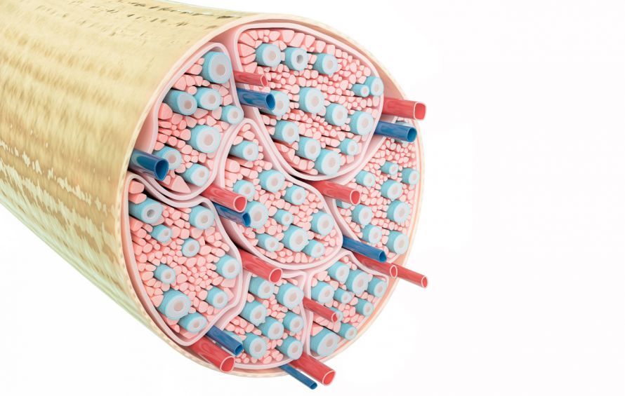 Gruppierte Nervenfasern Bundled nerve fibers