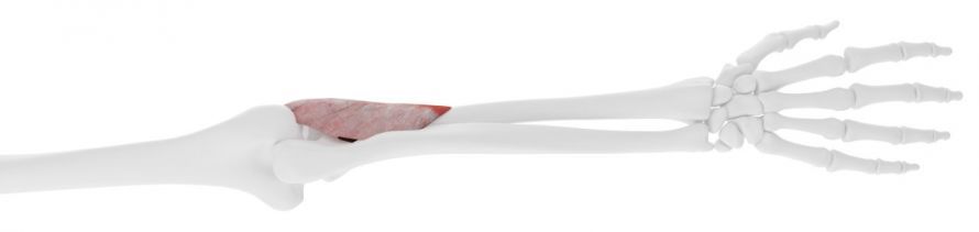Der Supinatormuskel am Ellenbogengelenk The supinator muscle at the elbow joint