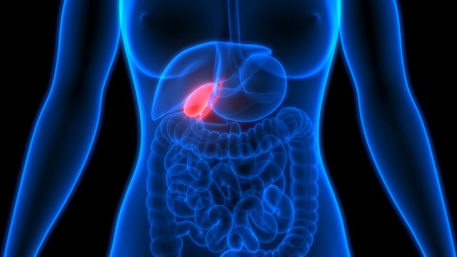 Lage der Gallenblase Location of the Gallbladder