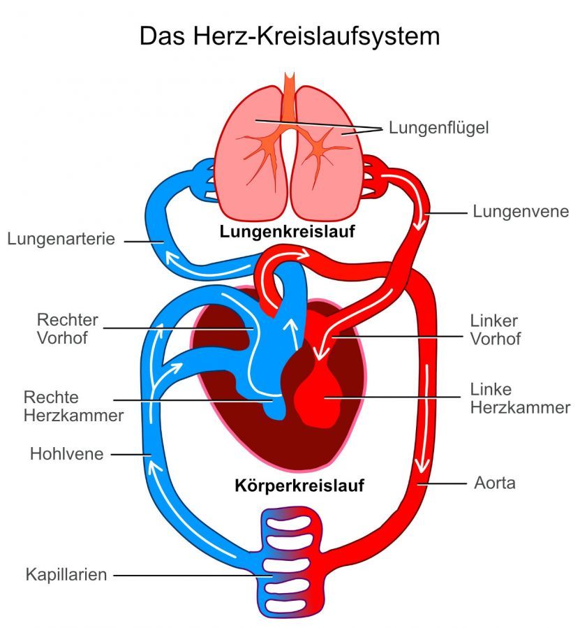 Herz-Kreislaufsystem Cardiovascular System