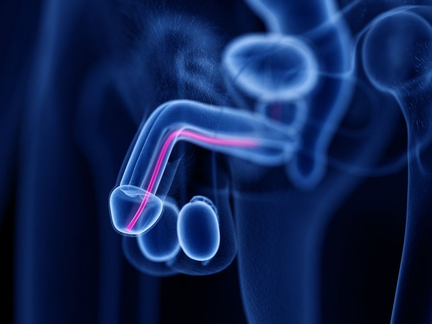 Harnröhre des Mannes Male urethra