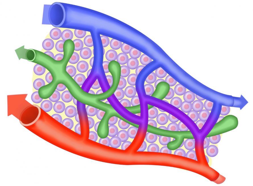 Lymphkapillaren zwischen den Blutgefäßen Λεμφικά τριχοειδή μεταξύ των αιμοφόρων αγγείων