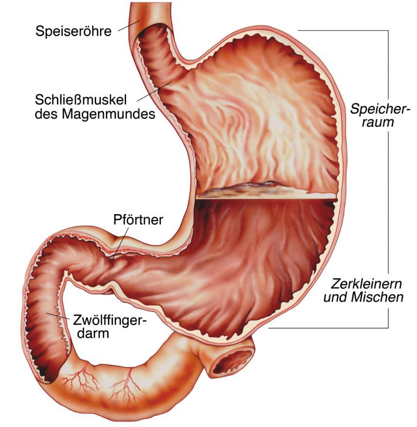 Magen im Querschnitt Magen im Querschnitt