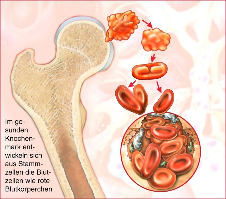 Blutbildung im Knochenmark Blutbildung im Knochenmark