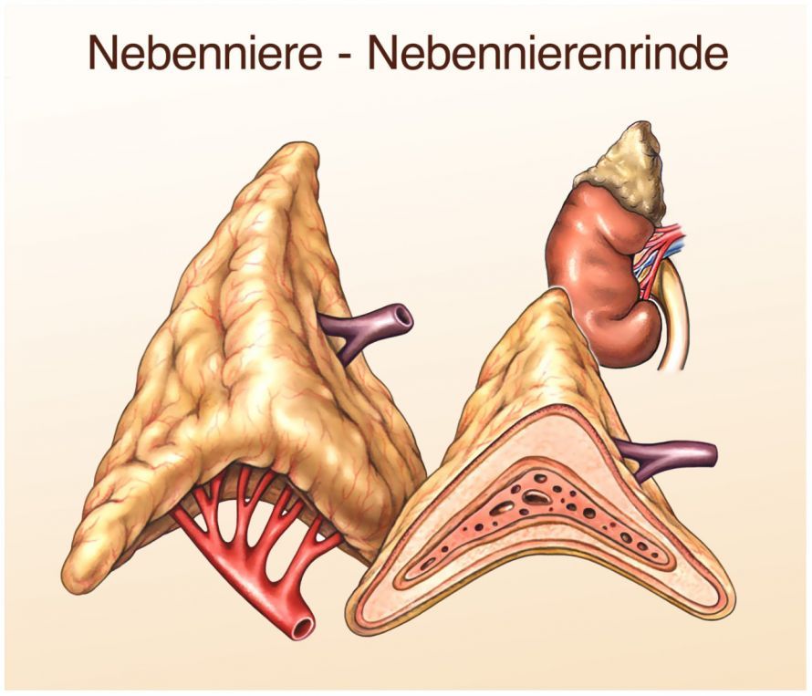 Nebennieren