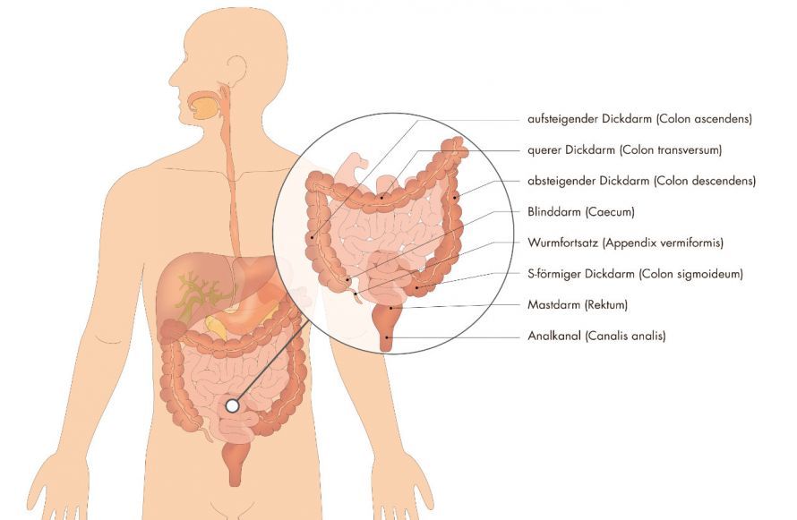 Darm-Anatomie Darm-Anatomie