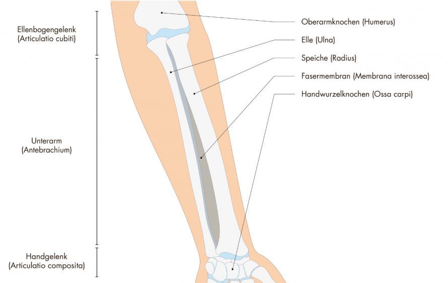 Anatomie des Unterarms Anatomy of the Forearm