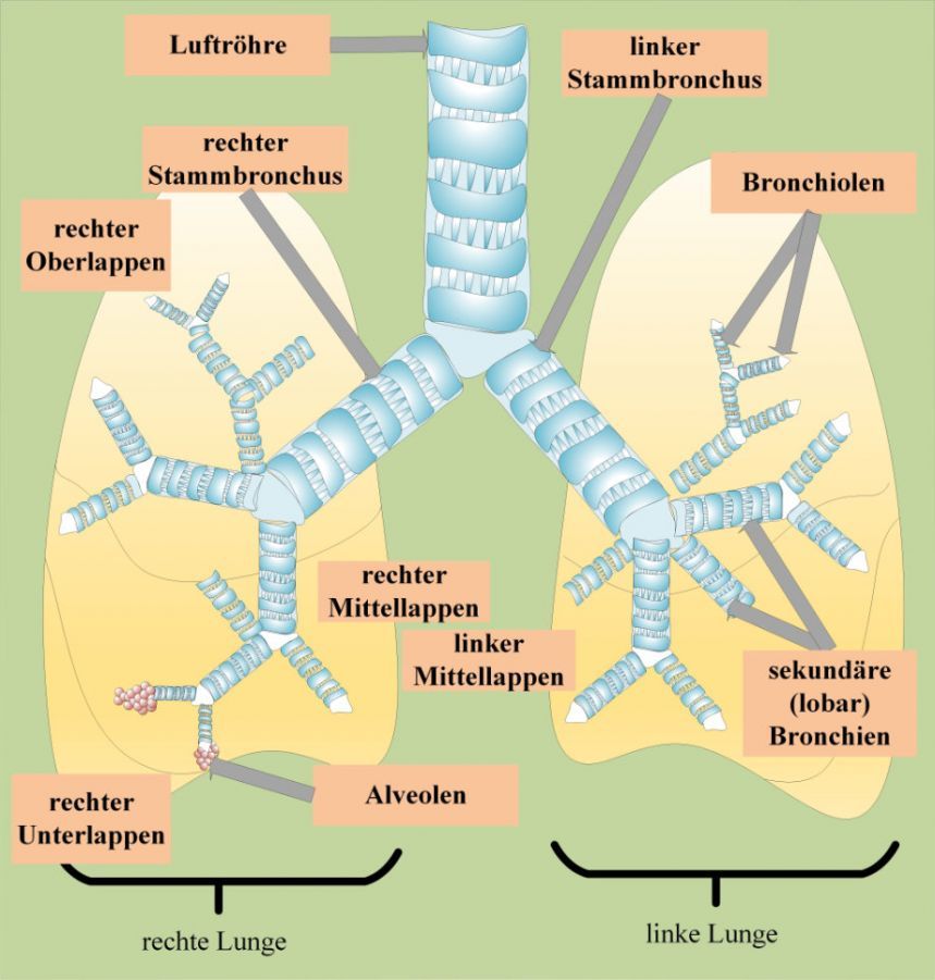 Die Lunge und ihre Anatomie Die Lunge und ihre Anatomie
