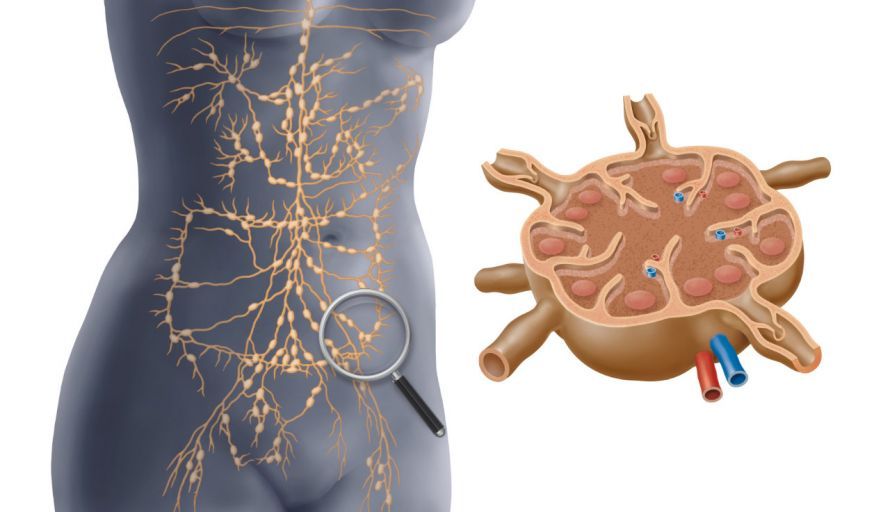 Das Lymphsystem im menschlichen Körper Το λεμφικό σύστημα στο ανθρώπινο σώμα