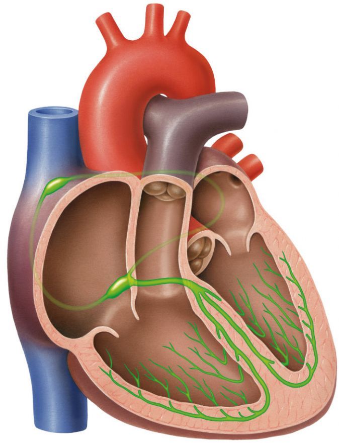 Sinus-Knoten und AV-Knoten des Herzens The sinus node and AV node of the heart