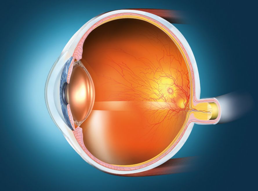 Cross-section of the eye