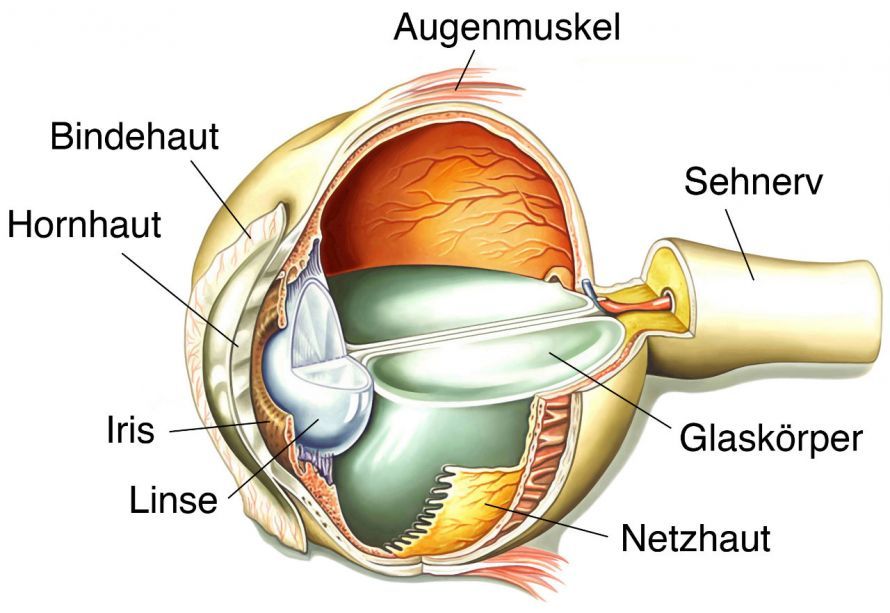 Anatomie des Auges Anatomie des Auges