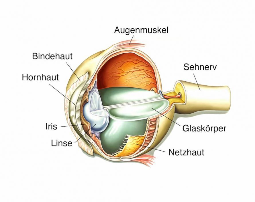 Das menschliche Auge im Querschnitt Das menschliche Auge im Querschnitt