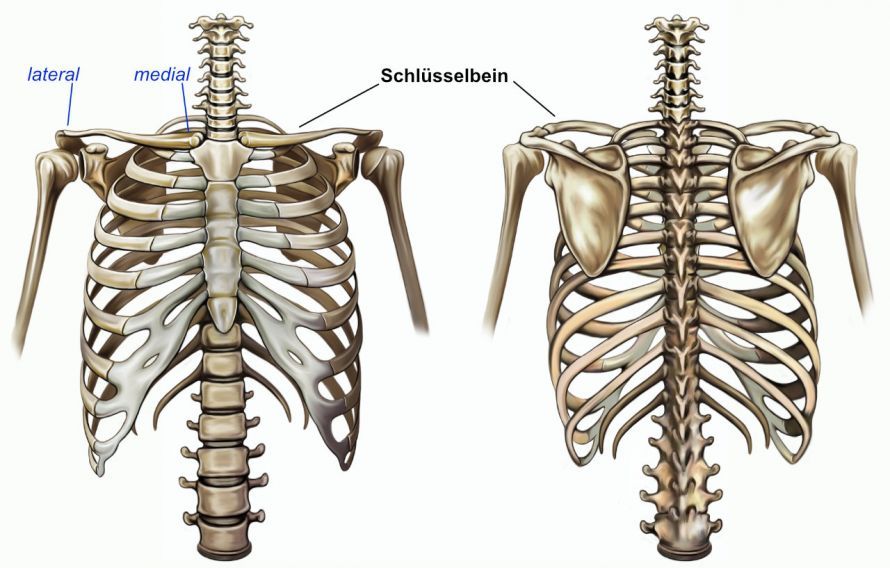 Anatomie des Schlüsselbeins