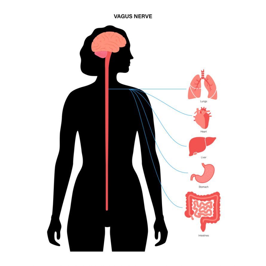 Anatomical Course of the Vagus Nerve