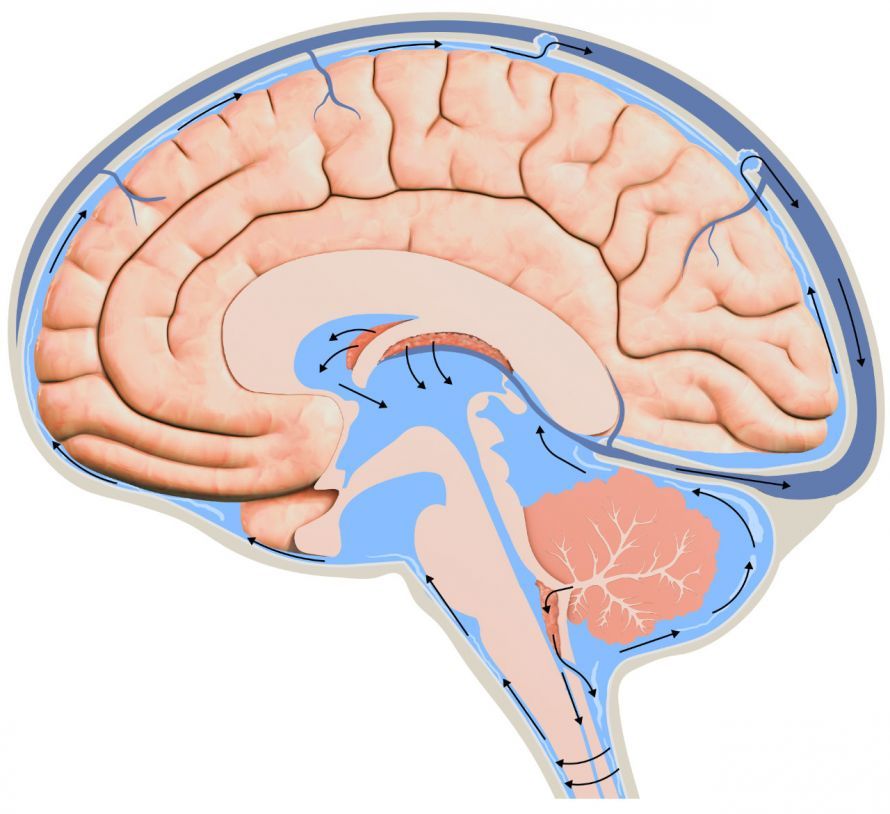 Cerebrospinal fluid