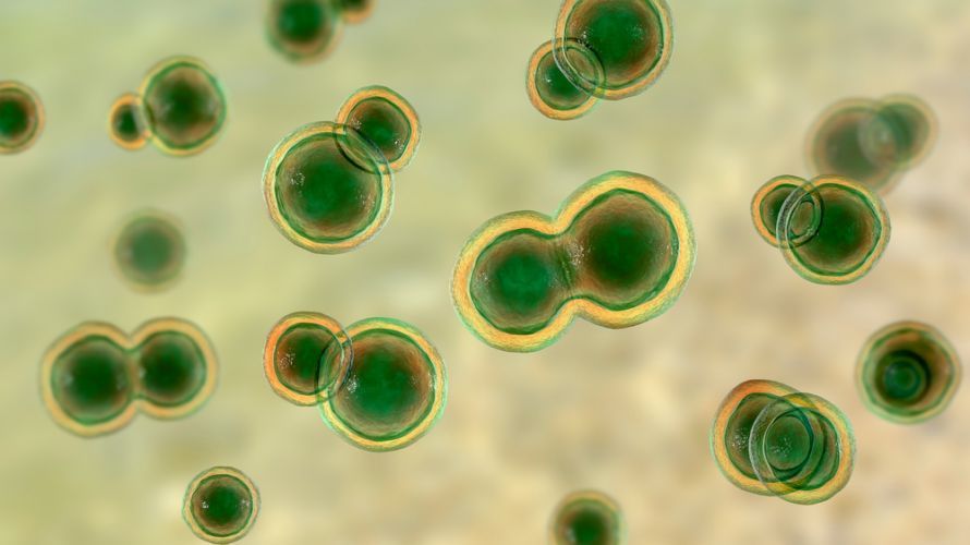 Blastomyces dermatitidis fungi