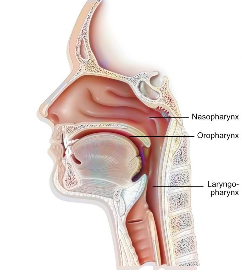 Der Rachen The Throat