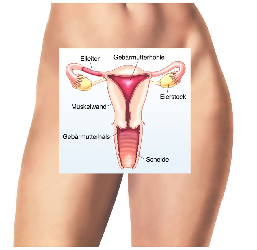 Weibliche Geschlechtsorgane Weibliche Geschlechtsorgane